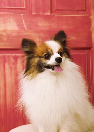犬のワクチン接種を受けられる動物病院