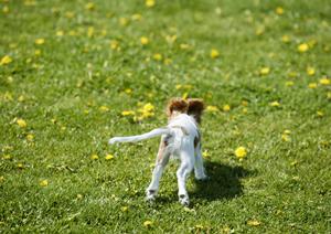 犬にトレーニングをすると変わること