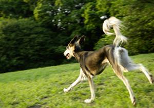 歯科のある動物病院でペットの歯を守ろう
