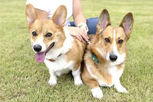 老犬介護を行ってくれる九十九里パーク
