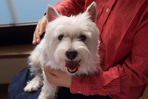 【札幌市中央区】緑の森どうぶつ病院 さっぽろ病院の安心と快適を追求した動物医療サービス