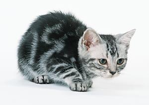 子犬や子猫を販売するペットショップ