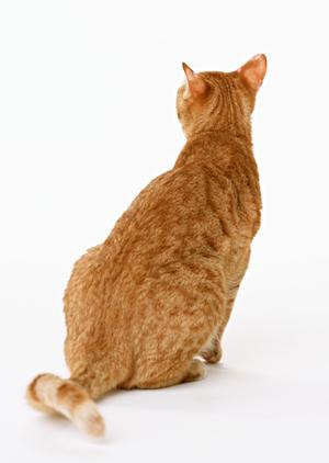 2025年最新版：フレブルの里親になるための完全ガイドと成功の秘訣